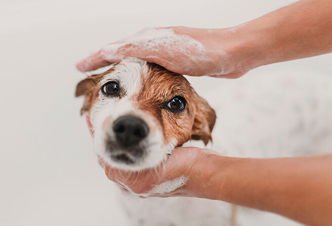 hands bathing dog